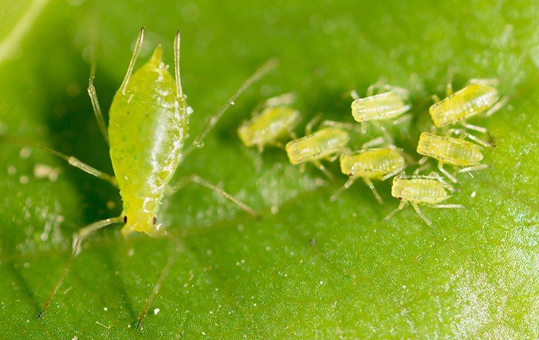 Aphids